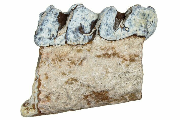 Fossil Oreodont (Merycoidodon) Jaw Section - South Dakota #300318
